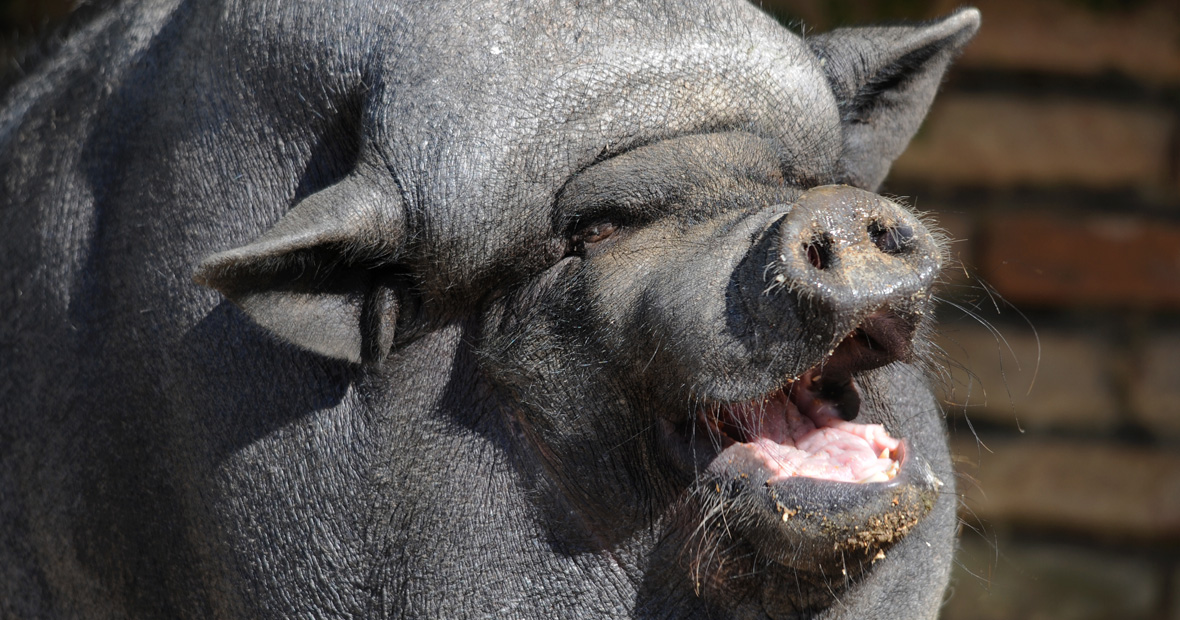 Porc Noir de Bigorre